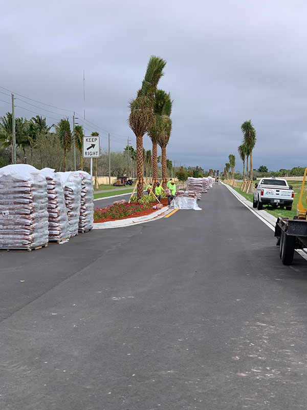 P and T Landscaping installing palm trees in City of Bonita Springs median and road shoulders