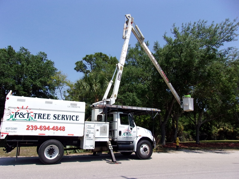 P & T Landscaping trimming trees with a bucket truck