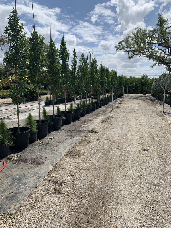 P&T Trees and Shrubs Nursery with Palm Trees in the back