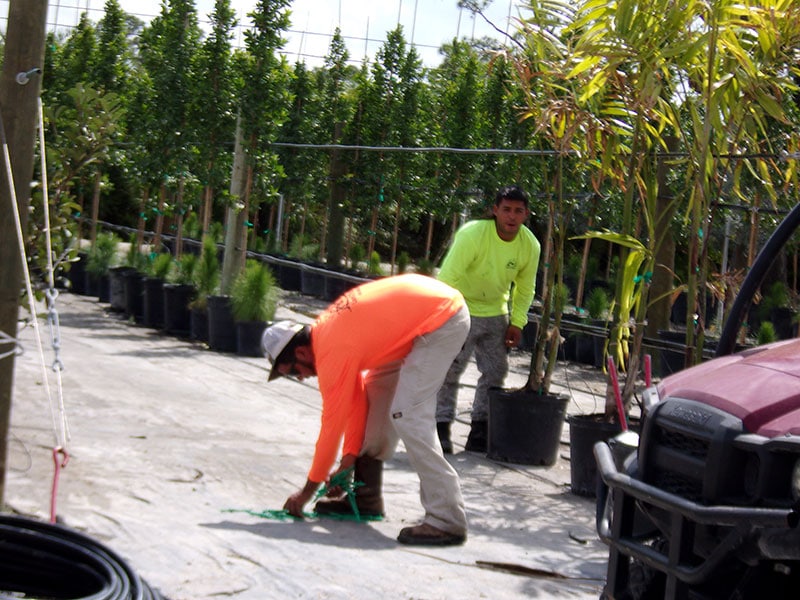 P&T employees lining up palm trees and shrubs in the Fort Myers Nursery