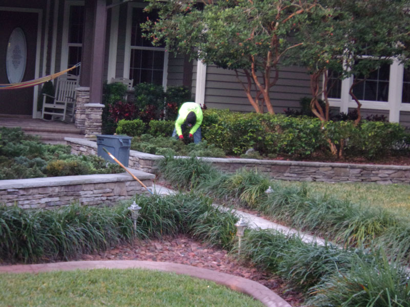 P&T Landscaper pruning plants near the house
