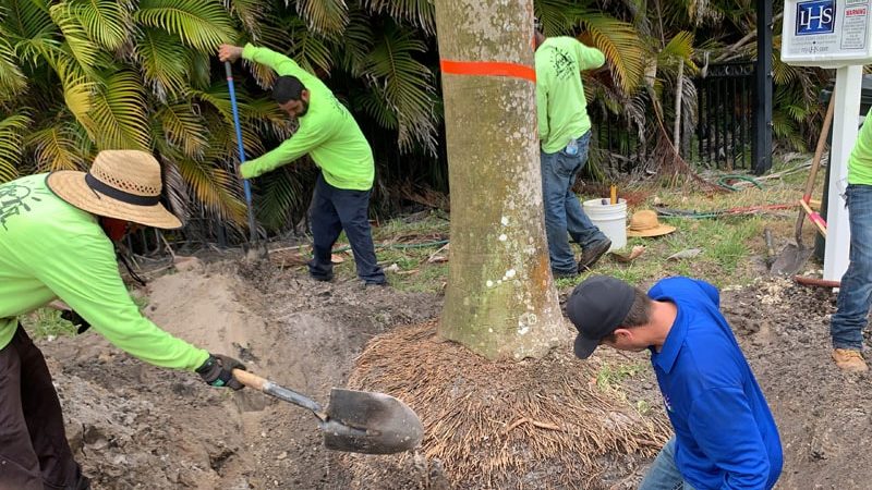 Team Digging Out Royal Palm Tree Roots